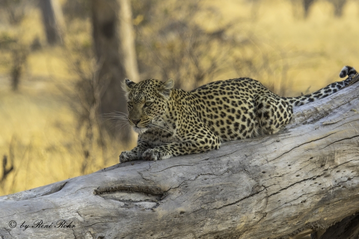 Leopard (Panthera pardus)