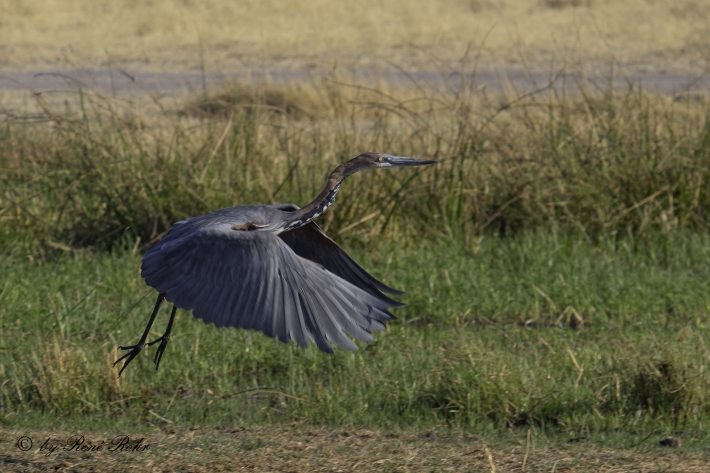 1-Goliathreiher (Ardea goliath)