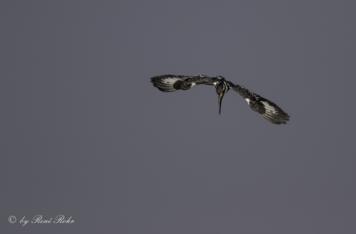 1-Graufischer (Ceryle rudis)