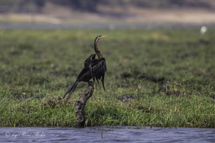 1-Schlangenhalsvogel (Anhinga rufa)
