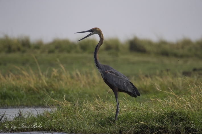 5-Goliathreiher (Ardea goliath)