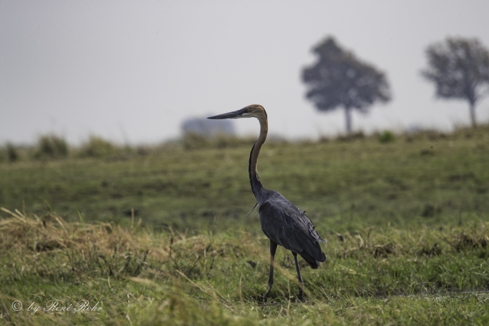 6-Goliathreiher (Ardea goliath)