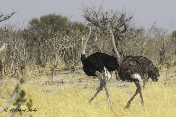 Afrikanische Strauß (Struthio camelus)