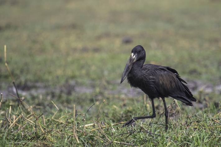 Afrikanischer Klaftschnabel(Anastomus lamelligerus)