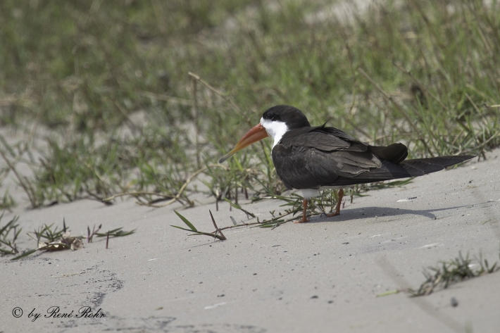 Braunmantel-Scherenschnabel - (Rynchops flavirostris)