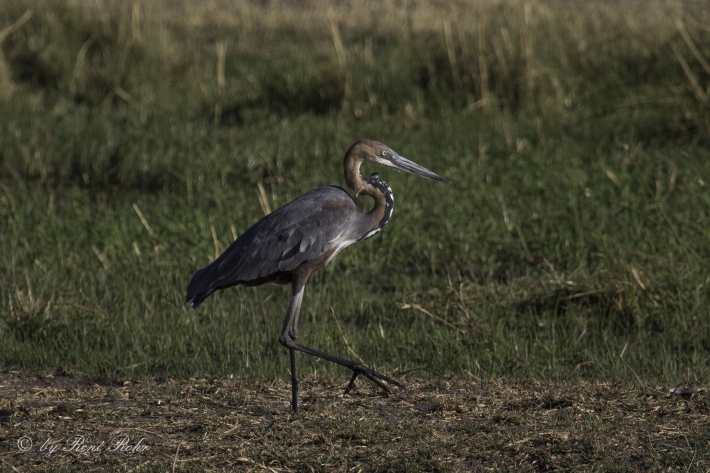 Goliathreiher (Ardea goliath)