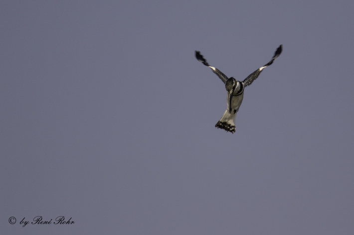 Graufischer (Ceryle rudis)