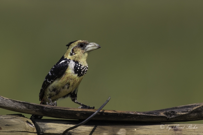 Haubenbartsvogel (Crested barbet)