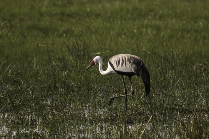 Klunkerkraniche(Bugeranus carunculatus)
