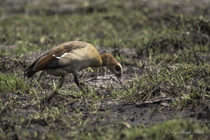 Nilgänse - (Alopochen aegyptiacus)