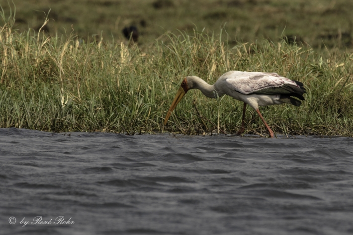 Nimmersatt (Mycteria ibis)