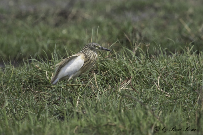 Rallenreiher - (Ardeola ralloides)
