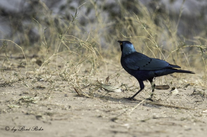 Rotschulter-Glanzstar (Lamprotornis nitens)