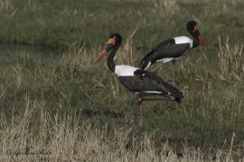 Sattelstorch(Ephippiorhynchus senegalensis)