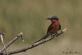 Scharlachspint (M. nubicus)
