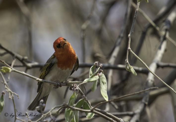 Scharlachweber (Anaplectes rubriceps)