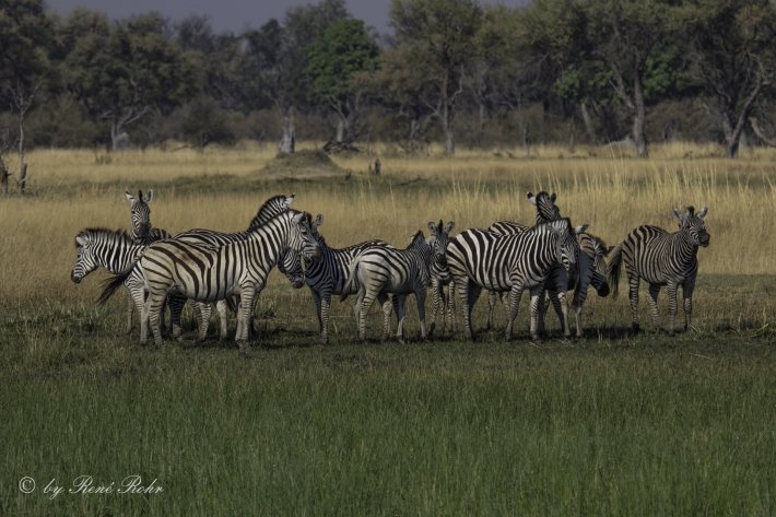1-Burchell-Zebra (Equus quagga burchelli)