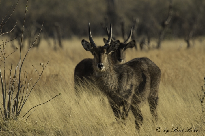1-Ellipsen-Wasserbock (Kobus ellipsiprymnus)