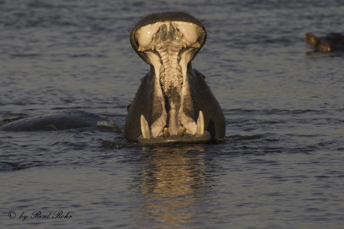 1-Flusspferd (Hippopotamus amphibius), 