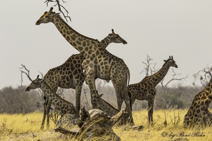 1-Giraffen (Giraffa)