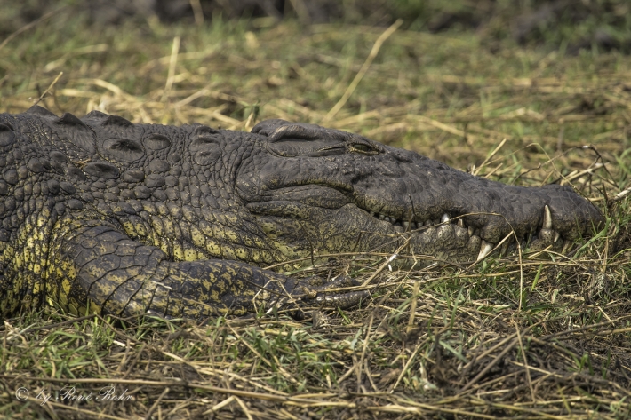1-Nilkrokodil (Crocodylus niloticus)