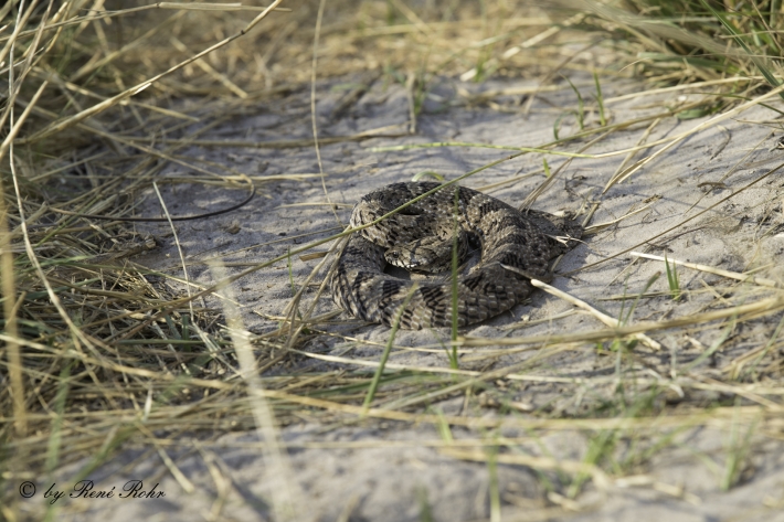 1-Puffotter (Bitis arietans)