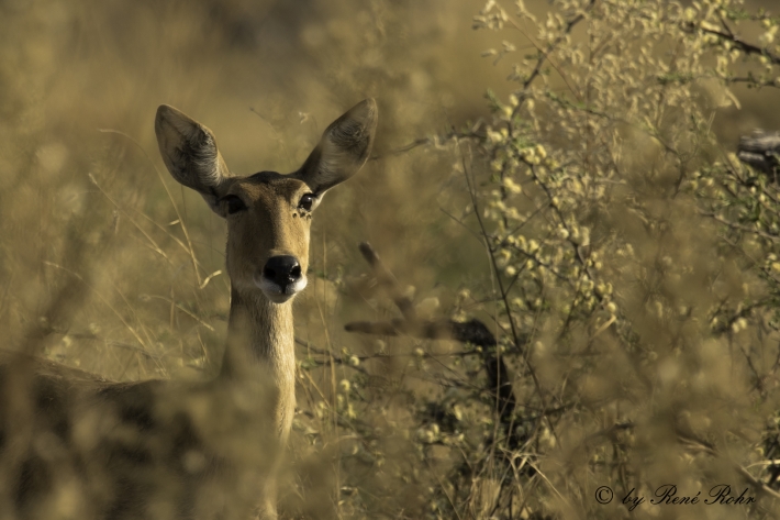 1-Schwarzfersenantilope (Aepyceros melampus)