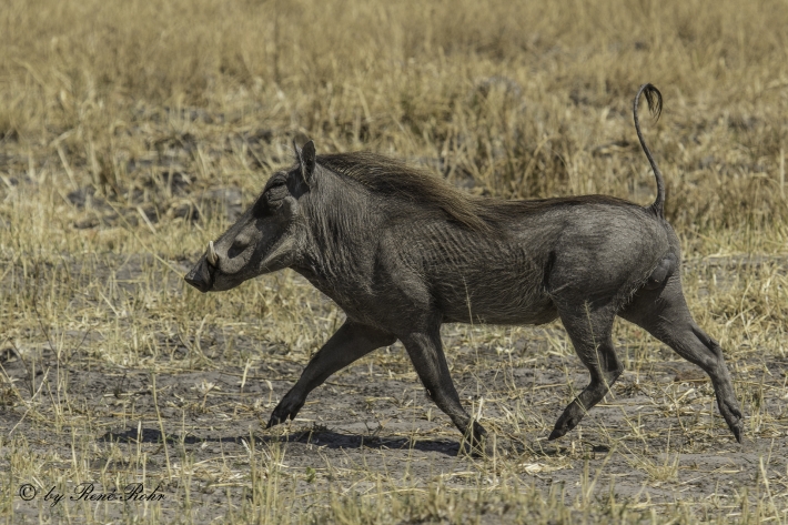 1-Warzenschwein (Phacochoerus africanus)