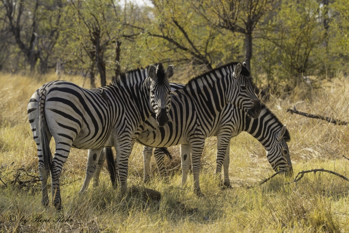 2-Burchell-Zebra (Equus quagga burchelli)