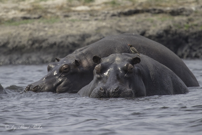 2-Flusspferd (Hippopotamus amphibius), 
