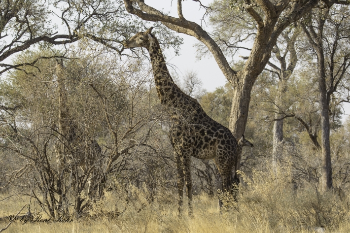 2-Giraffe (Giraffa camelopardalis) 