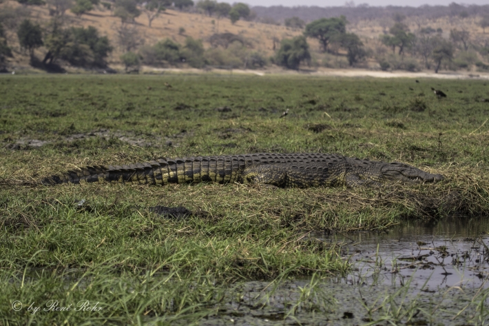 2-Nilkrokodil (Crocodylus niloticus)
