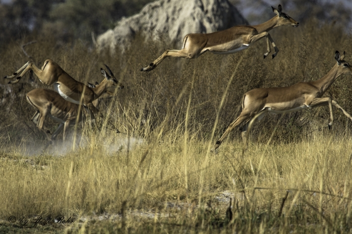2-Schwarznasenimpala (Aepyceros petersi)