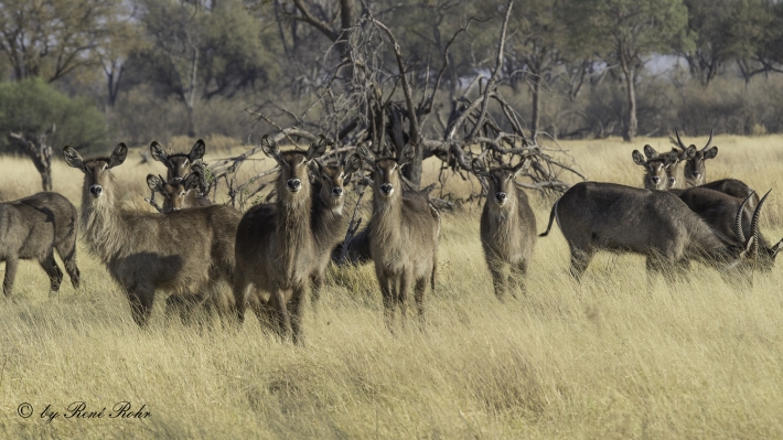 3-Ellipsen-Wasserbock (Kobus ellipsiprymnus)
