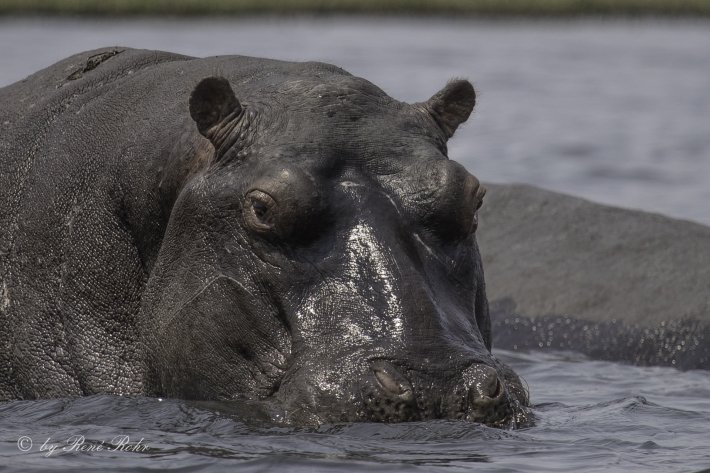 3-Flusspferd (Hippopotamus amphibius), 
