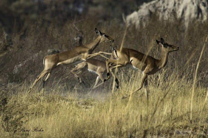 3-Schwarznasenimpala (Aepyceros petersi)