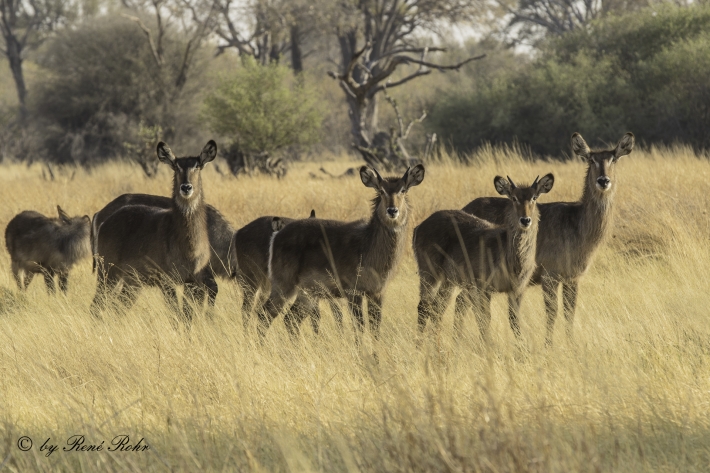 4-Ellipsen-Wasserbock (Kobus ellipsiprymnus)
