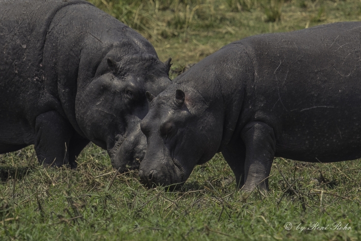 4-Flusspferd (Hippopotamus amphibius), 