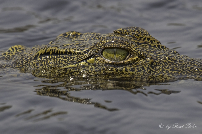 4Nilkrokodil (Crocodylus niloticus)
