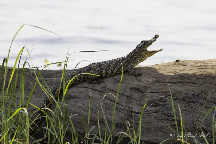 5-Nilkrokodil (Crocodylus niloticus)