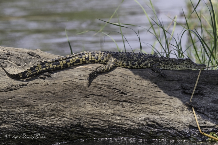 6-Nilkrokodil (Crocodylus niloticus)