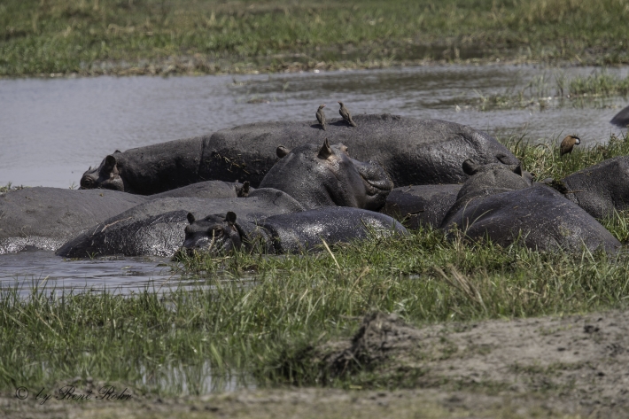 7-Flusspferd (Hippopotamus amphibius), 