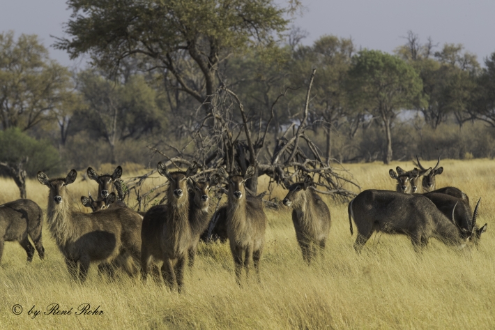 Ellipsen-Wasserbock (Kobus ellipsiprymnus)