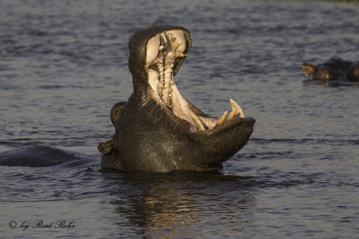Flusspferd (Hippopotamus amphibius), 