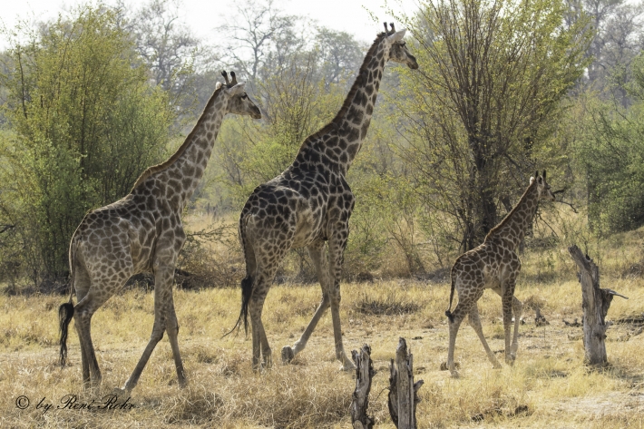 Giraffen (Giraffa)