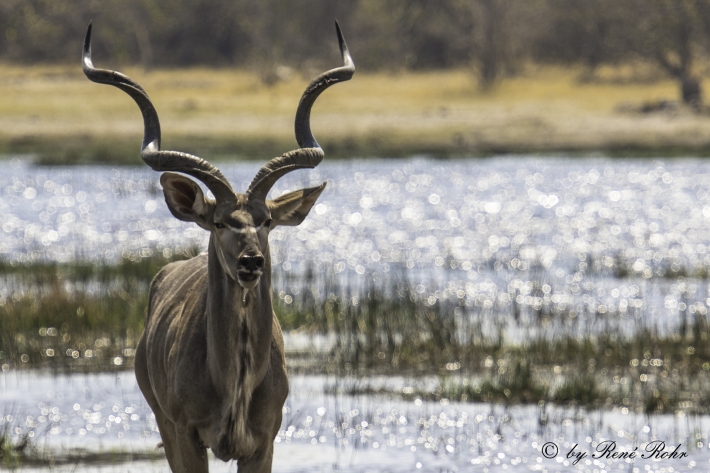 Großkudu(Strepsiceros)