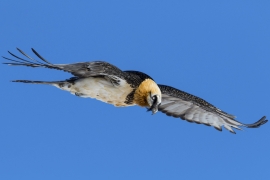 Bartgeier im Anflug-Rohr René