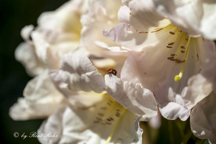 Azalee mit Marienkäfer