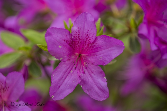 Azalee violett_2