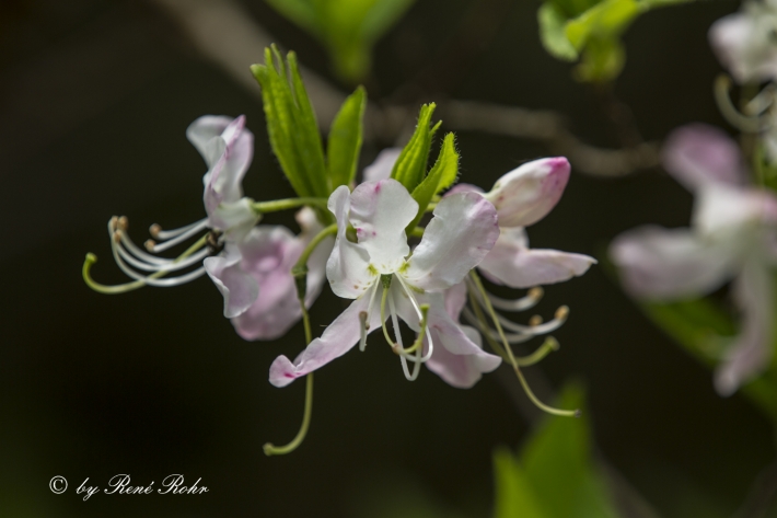 Azalee weiss mit pink